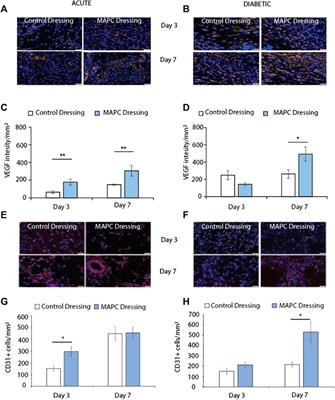 Delivery of multipotent adult progenitor cells via a functionalized plasma polymerized surface accelerates healing of murine diabetic wounds